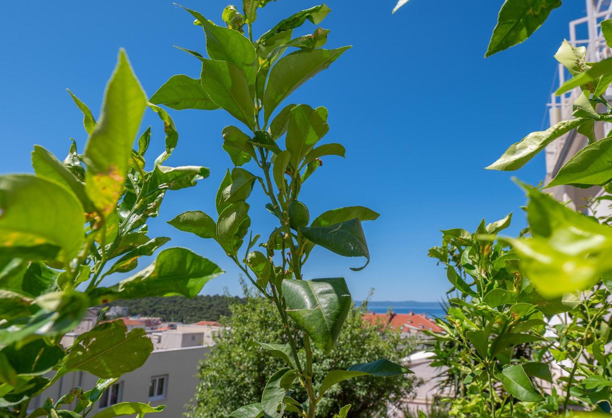 Apartment Sani Makarska